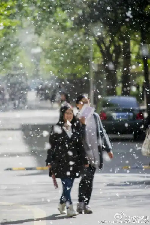 北京进入杨柳絮爆发期 似漫天飘雪