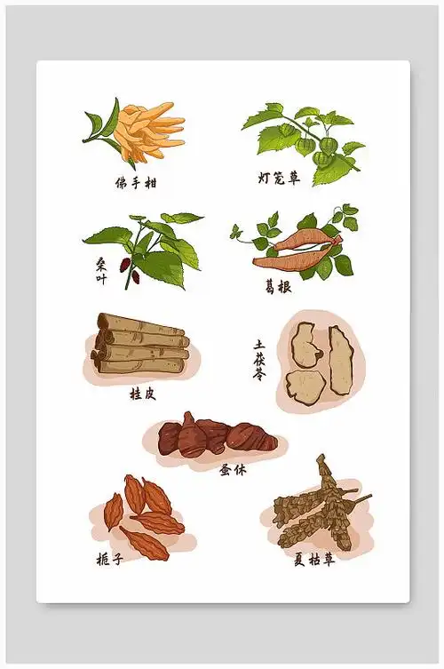 手绘卡通中草药材元素插画