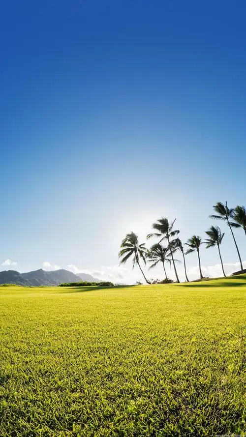 三星手机壁纸1440x2560阳光蓝天椰子树绿色草地