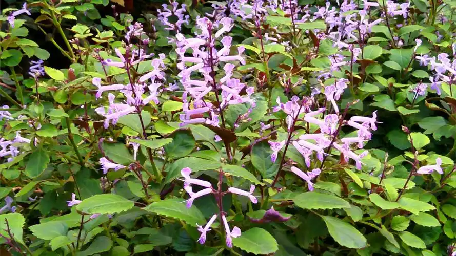 艾氏香茶草~绿得金