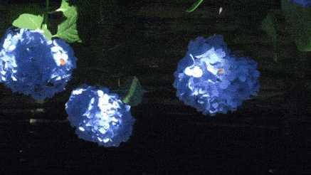 437_246gif 动态图 动图