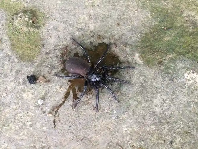 这是什么鬼蜘蛛?个头好大