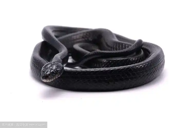 黑红树林蛇孤立在白色背景