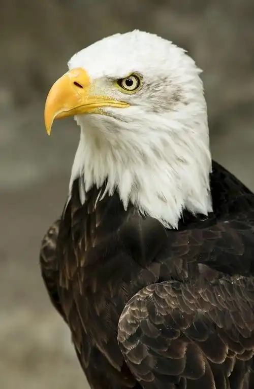 【首发】猎鹰和鱼