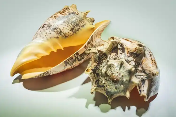 走进贝壳王国 - 美篇