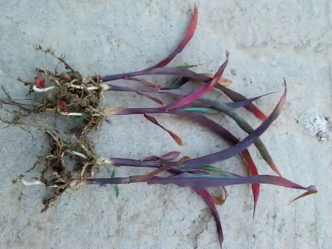 我种的玉米苗紫红色的需要怎样救治