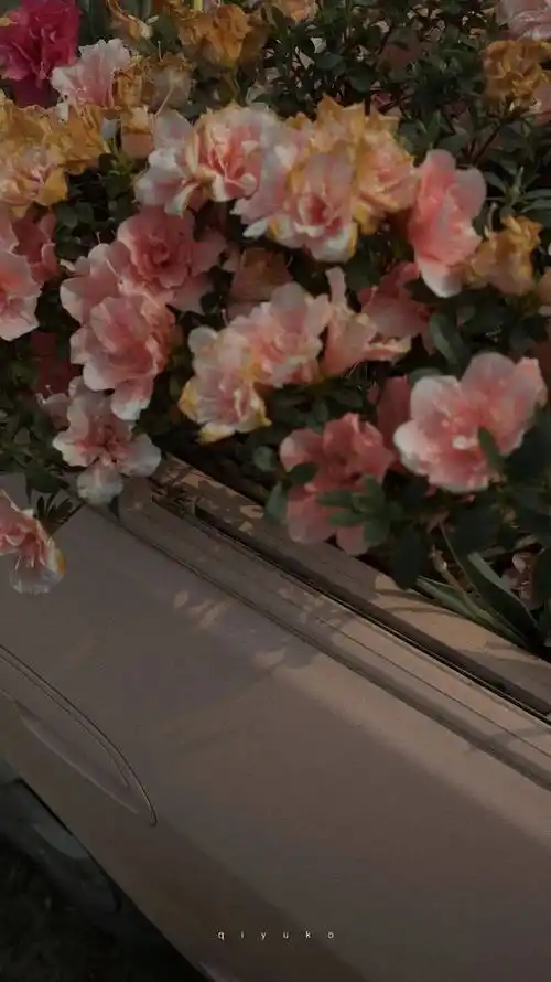 壁纸 花 桌面 1024_1823 竖版 竖屏 手机