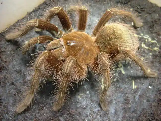 蜘蛛能抓鸟?看看世界十大地栖型捕鸟蛛[组图]