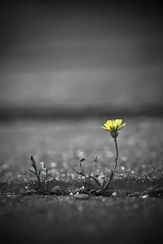 孤独,让生命顽强