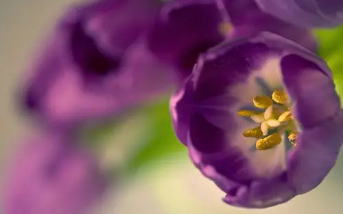 紫色系郁金香唯美清新桌面壁纸下载4