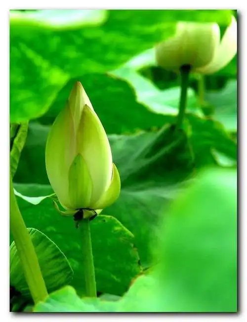 学拍白荷花—花苞篇(20p)