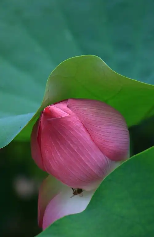 妩媚多彩的莲花与冰清玉洁的荷花,你更欢喜那种?