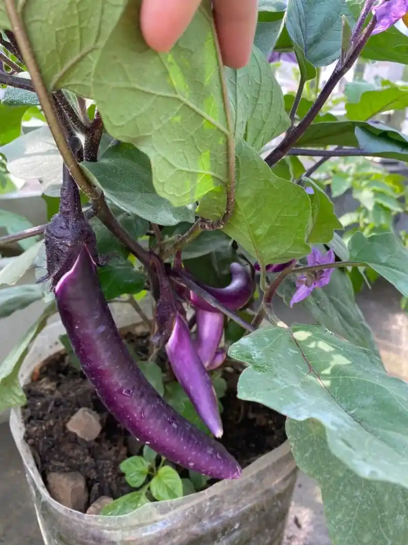 楼顶菜园子 ,白茄子叶子长得好,茄子才打一个91,紫色的茄 - 抖音