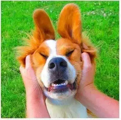 爱做鬼脸的狗砸是怎么回事?汪:论谁可爱?你是赢不了我的!