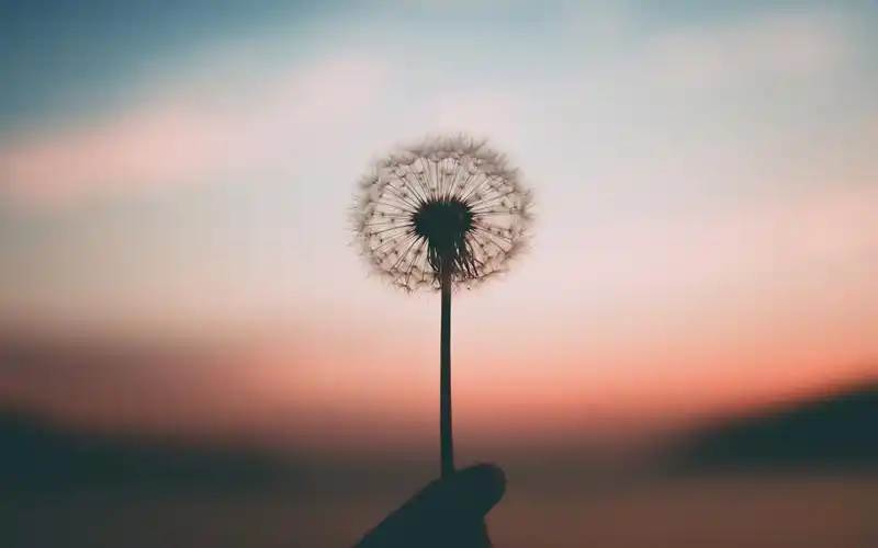 把家放在第一位的生肖女秀外慧中家庭和睦事业成功