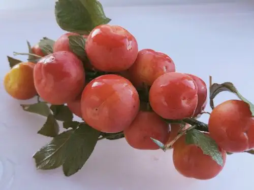 欧李果枝和果实