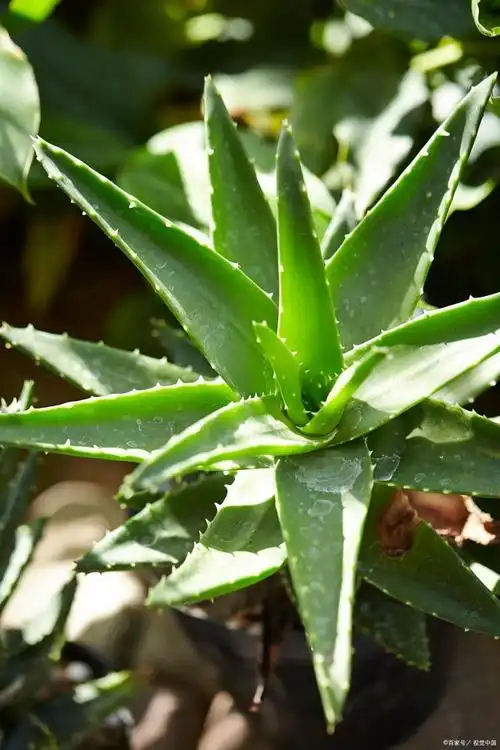 你肯定不知道芦荟还有这些功效,关键时刻还能救急