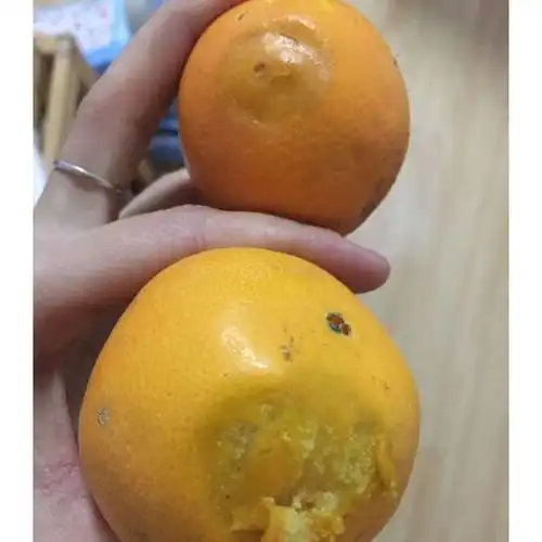 伦晚脐橙5斤当季新鲜水果橙子手剥橙子酸甜橙 华中差评,绝对差评,有坏