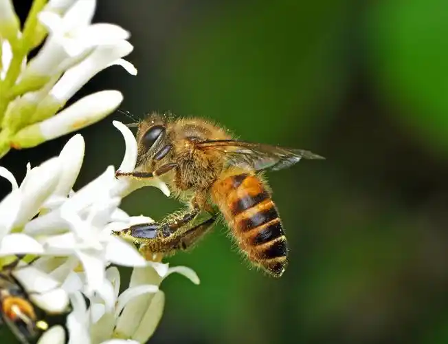 养蜂业未来发展前景如何?养蜂人应该何去何从?