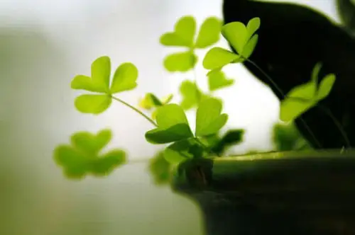 《小王子》#文字句子##摄影