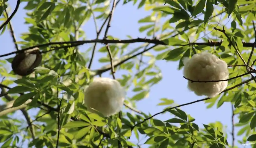 再拍异化木棉果成熟爆花一景(归读公园)