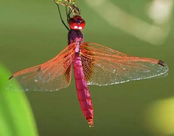 红蜻蜓的风采