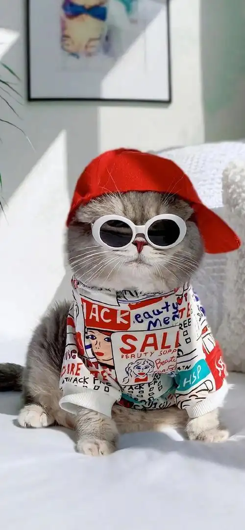 小猫咪戴眼镜可爱的不要不要的