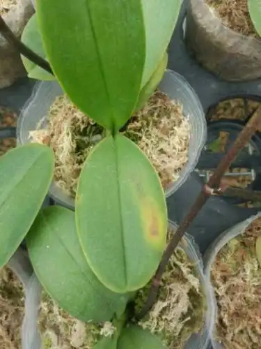 蝴蝶兰发生这种情况是怎么回事?