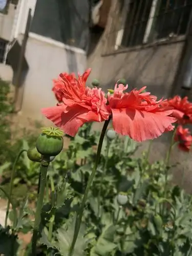 美丽妖艳本无罪,罂粟花开正当时