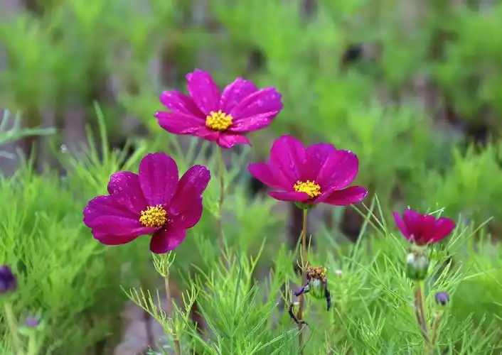 草原上的格桑花2