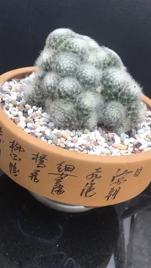 芳香丸仙人球开黄色小花而且有一股浓郁香