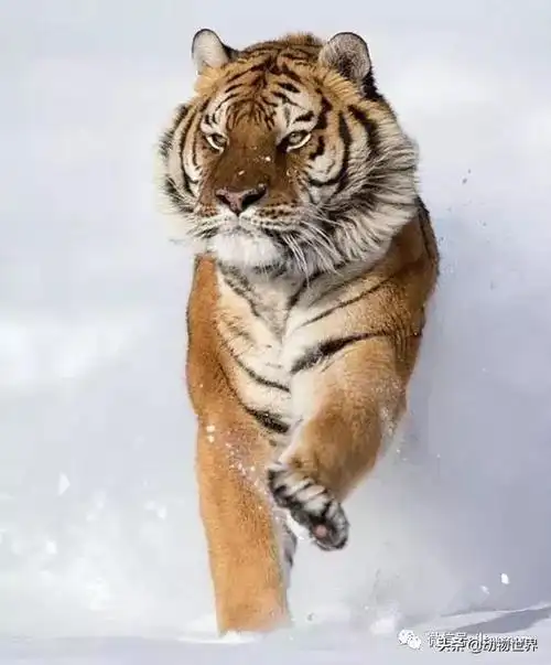 万兽之王-东北虎