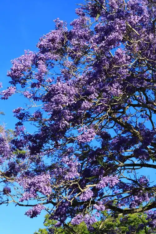 悉尼郊外小区蓝花楹花盛开