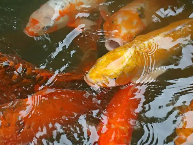 亚洲鲤鱼图片高清电脑桌面主题壁纸图片(一)高清大图预览1600x1200