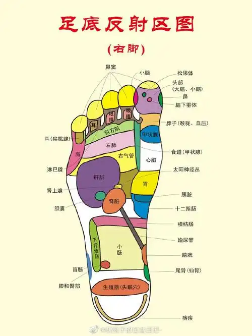 区,双足通过穴位和经络系统与人体五脏六腑密切相连,所以疏通了脚底