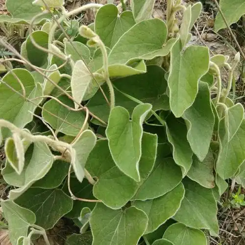 寻骨风中药材绵毛马兜铃清骨风猫耳朵白毛藤黄木香新鲜干货