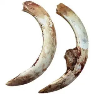 野猪牙獠牙天然