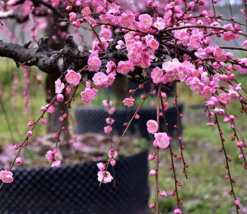 醉美的绽放,梦幻宫粉梅