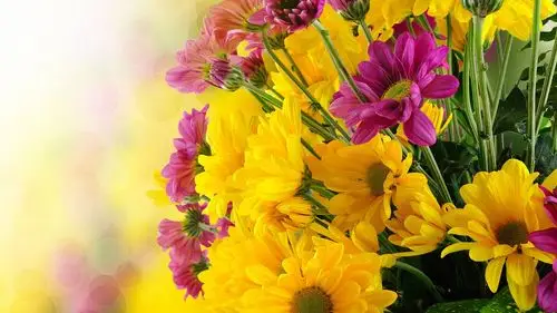 菊花 黄色和紫色的菊花花 壁纸 黄色和紫色的菊花花 桌布 - 1920x1080