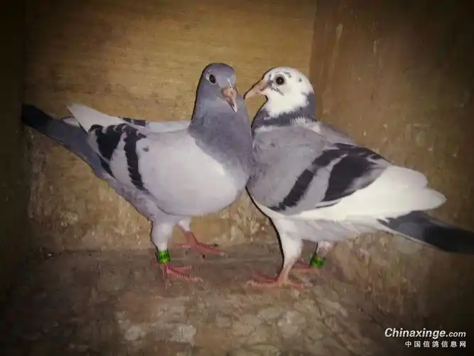 纯瓦灰白爪雄配雨花雌758#出的第二窝,出了一灰花和一灰白条,胸宽体略