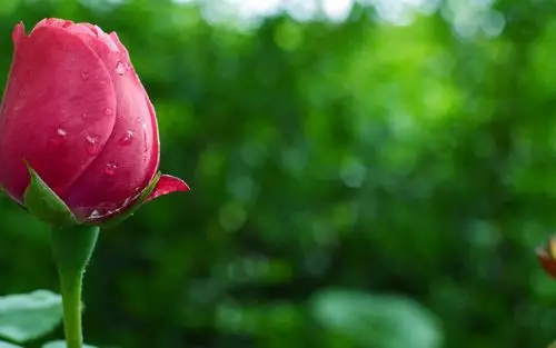 玫瑰壁纸,高清图片,壁纸,自然风景-桌面城市