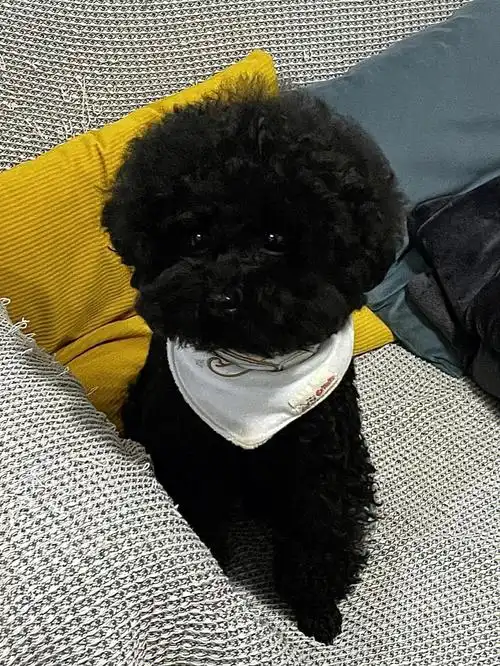 谁说黑泰迪丑?图片看到最后