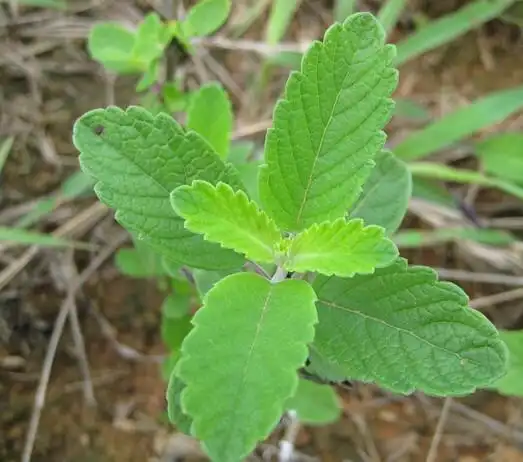 兰香草药理作用