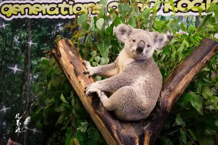 树袋熊又称考拉