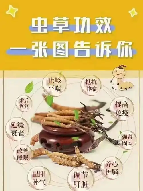 一张图片告诉你虫草的功效