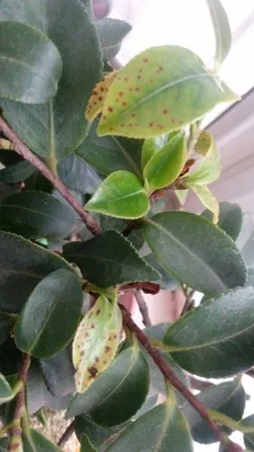 山茶花的叶子有一些褐色的斑点是怎么回事啊?