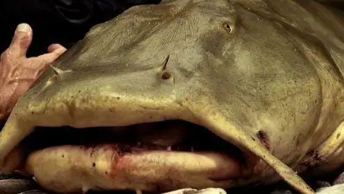 印度河流出现"吃人水怪",重量达200斤,专家:都是自己造的孽