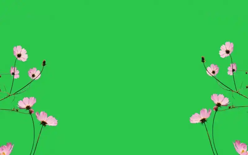 绿幕视频素材桃花_哔哩哔哩_bilibili