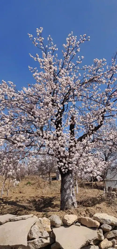 满树粉白色的杏花开放,照亮了我们的双眼.