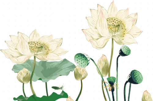 荷花莲花中国风矢量装饰图